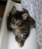 メインクーン【北海道・女の子・2018年5月17日・ブラウンパッチドタビー】の写真1「6/30撮影タイプのいい女の子です。」