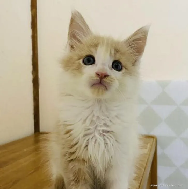 ID:2210-00562の子猫