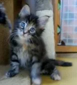 メインクーン【北海道・女の子・2018年5月17日・ブラウンパッチドタビー】の写真2「6/30撮影チョッとビビりですが」