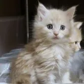 メインクーン【北海道・男の子・2016年1月10日・クリームタビー】の写真3