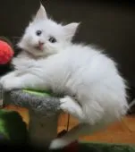 メインクーン【北海道・男の子・2015年11月5日・ホワイト】の写真3