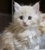 メインクーン【北海道・男の子・2016年1月10日・クリームタビー】の写真4