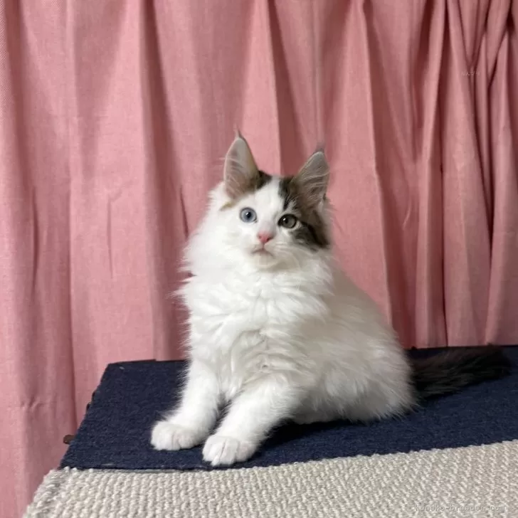 ID:2502-02440の子猫