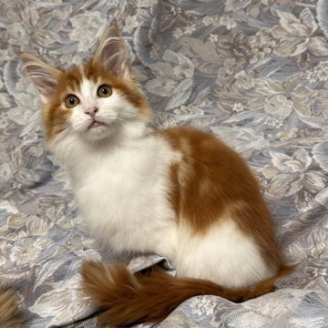 メインクーン【北海道・女の子・2025年7月31日・レッドタビー&ホワイト】の写真「性格の良い胴の長く大き目な女の子」