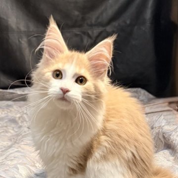 メインクーン【北海道・女の子・2025年7月31日・クリームタビー&ホワイト】の写真「物怖じしない性格
毛吹きがとっても良い子です」