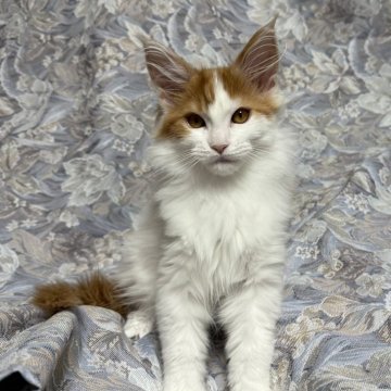 メインクーン【北海道・女の子・2025年7月31日・レッドタビー&ホワイト】の写真「可愛らしい性格毛吹きがとっても良い子です。」