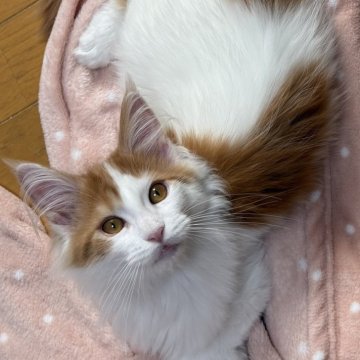 メインクーン【北海道・女の子・2025年7月31日・レッドタビー&ホワイト】の写真「可愛らしい性格毛吹きがとっても良い子です。」