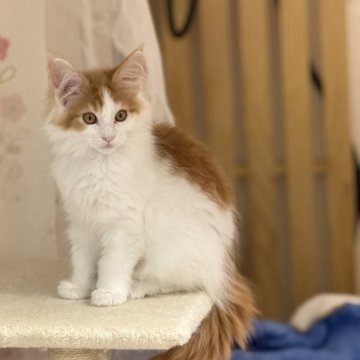 メインクーン【北海道・女の子・2025年7月31日・レッドタビー&ホワイト】の写真「可愛らしい性格毛吹きがとっても良い子です。」