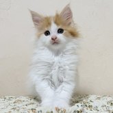 メインクーン