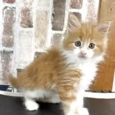 メインクーン【北海道・男の子・2025年3月26日・レッドタビー&ホワイト】の写真1「左の前足にカラーがあり」