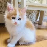 メインクーン