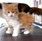 メインクーン【北海道・男の子・2025年3月26日・レッドタビー&ホワイト】の写真2「右の前足は首から全部ホワイト後足はレットタビー」