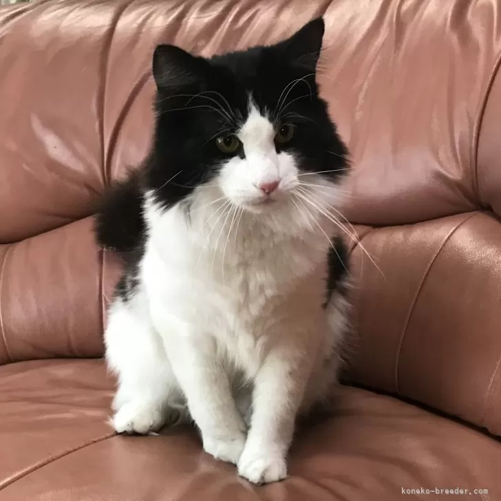ID:2404-03562の子猫