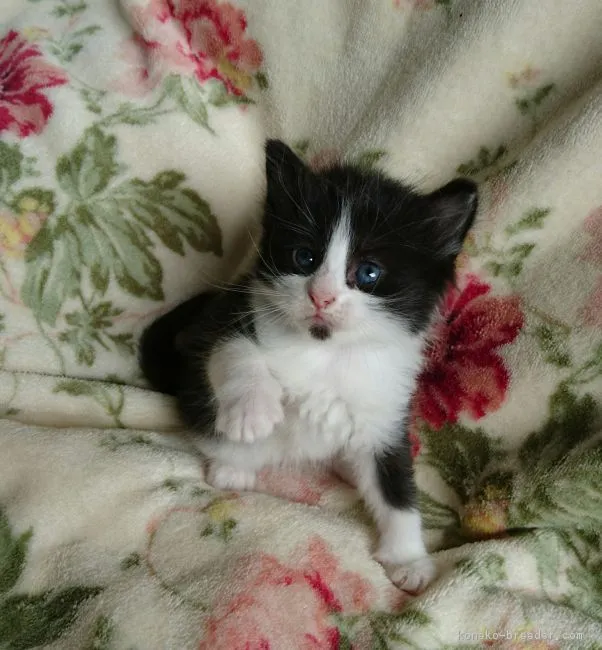 りえっち 様のお迎えした子猫