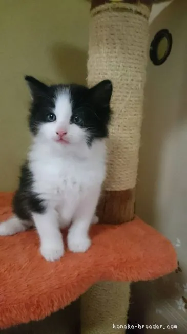ノン&ジャンママ 様のお迎えした子猫