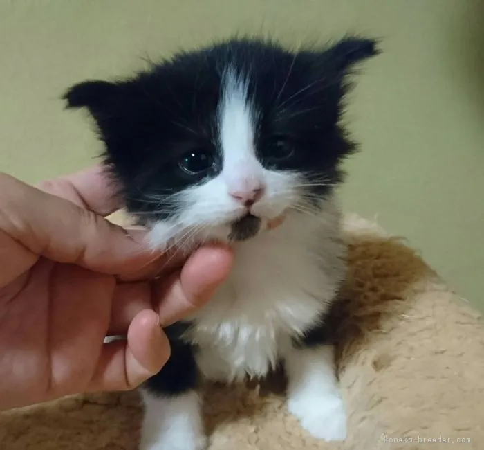 ID：1801-00247の子猫