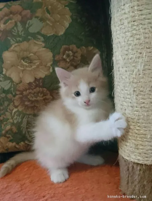 ID：1710-00330の子猫