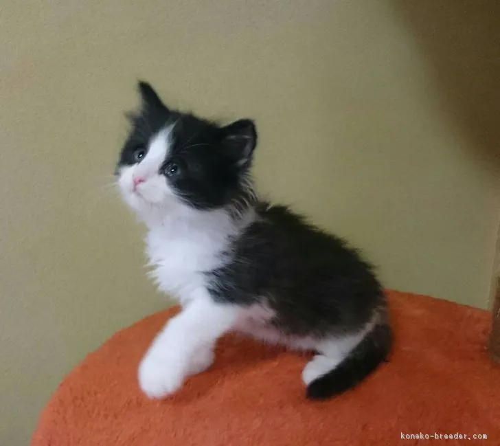 ID:1704-00049の子猫