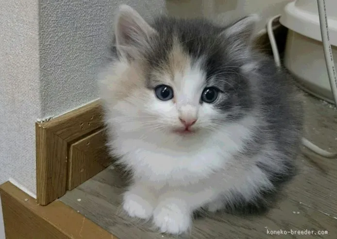 とらびす 様のお迎えした子猫