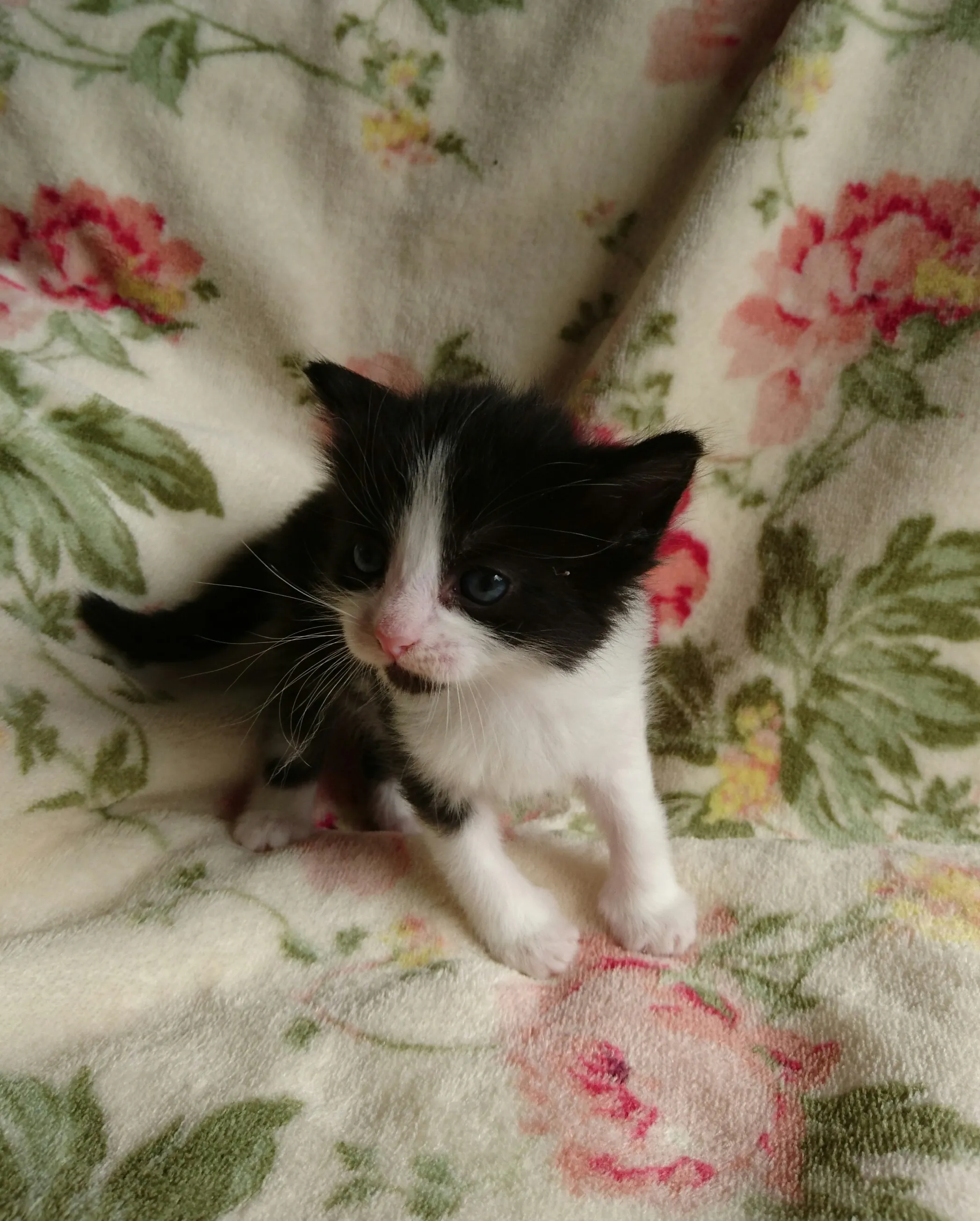 ID：1606-00681の子猫