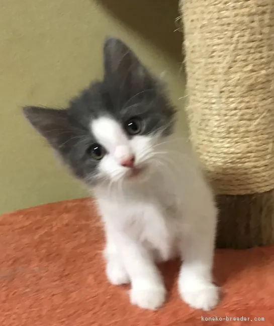 ID:1807-01274の子猫