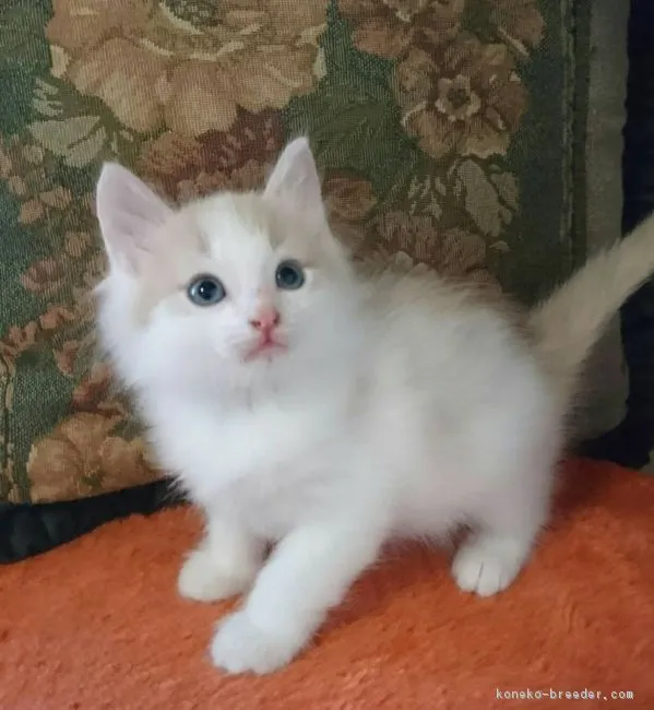 ID:1710-00331の子猫