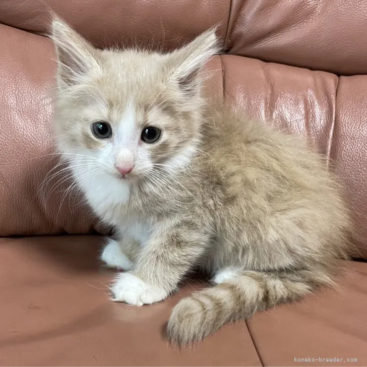 ID：2307-03583の子猫