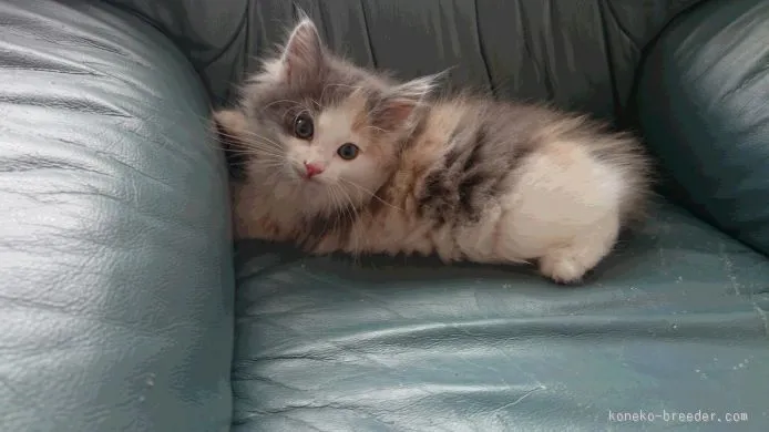 ID:1506-00170の子猫