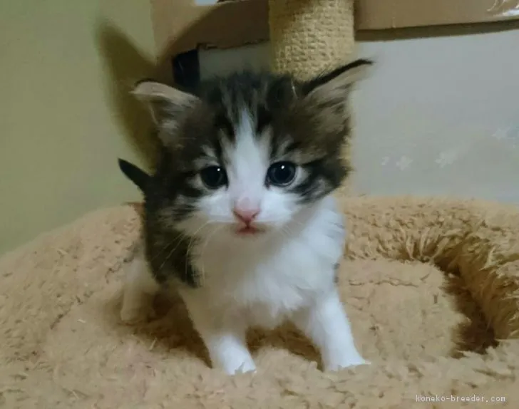 ID：1801-00244の子猫