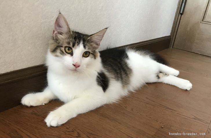 佐々木リナ・ルド・リム 様のお迎えした子猫