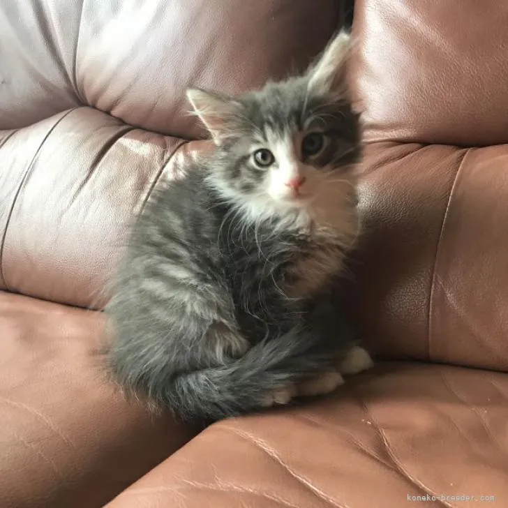 ID：2209-02622の子猫