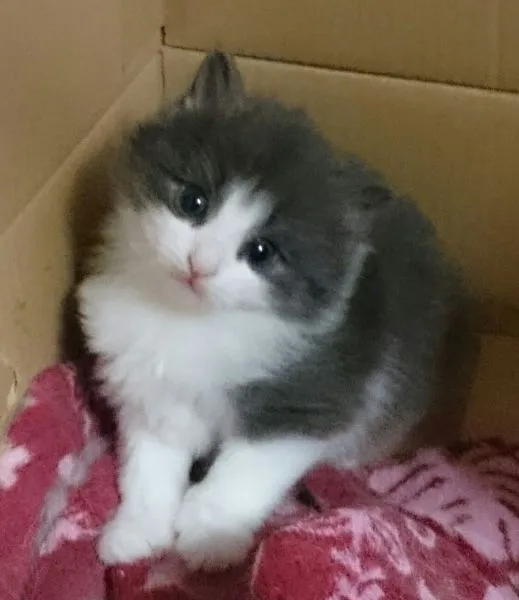 ドリーム 様のお迎えした子猫