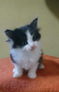 ノルウェージャンフォレストキャット【山形県・女の子・2018年2月5日・ブラック&ホワイト】の写真「両親チャンピオン!  クオリティ高い女の子」