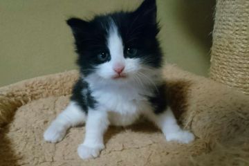 ノルウェージャンフォレストキャット【山形県・男の子・2017年12月4日・ブラック&ホワイト】の写真「クオリティーの高いノルウェージャンです。」
