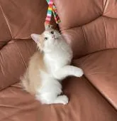 ノルウェージャンフォレストキャット【山形県・男の子・2021年10月19日・クリーム&ホワイト】の写真2