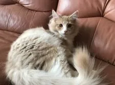 ノルウェージャンフォレストキャット【山形県・男の子・2021年11月9日・クリームタビー&ホワイト】の写真2