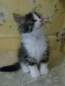 ノルウェージャンフォレストキャット【山形県・女の子・2017年7月14日・ブラウンマッカレルタビー&ホワイト】の写真2