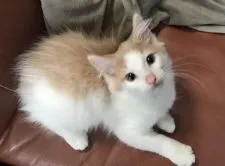 ノルウェージャンフォレストキャット【山形県・男の子・2021年10月19日・クリーム&ホワイト】の写真4