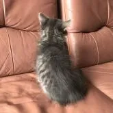 ノルウェージャンフォレストキャット【山形県・男の子・2022年7月26日・ブルータビー&ホワイト】の写真4