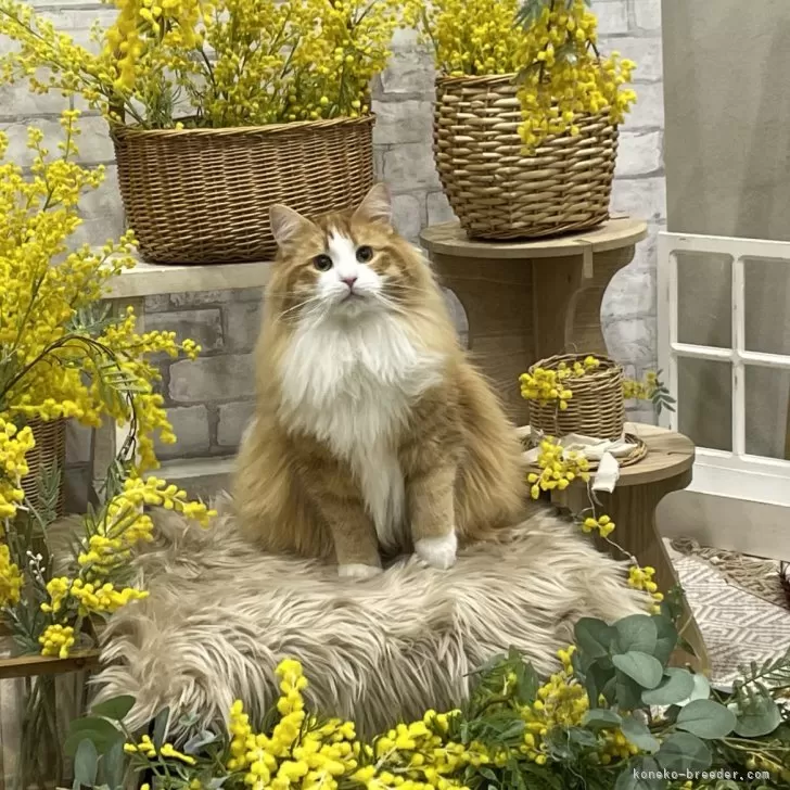 ID:2408-01962の子猫