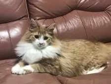 ノルウェージャンフォレストキャット【山形県・男の子・2024年8月15日・レッドタビー&ホワイト】の写真2