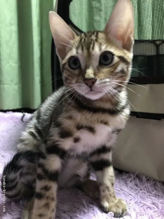 ID：2010-00813の子猫