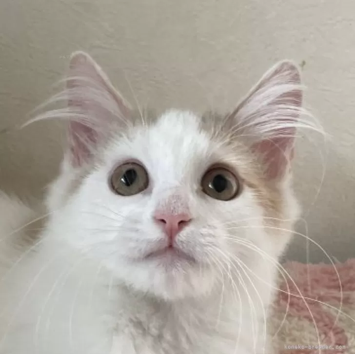 ID：2407-01641の子猫
