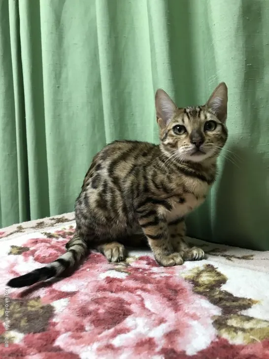 ID：2010-00814の子猫