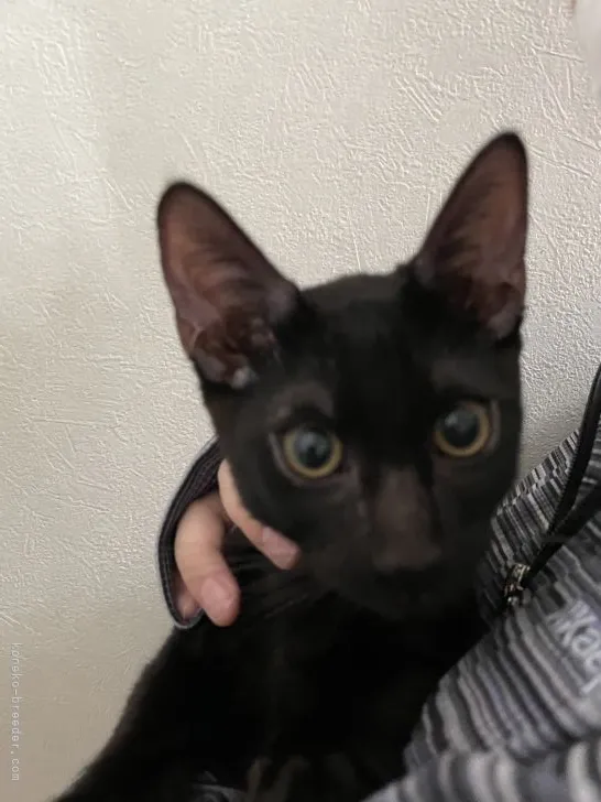 ID:2108-02170の子猫