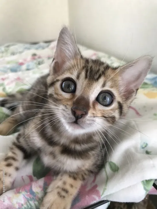 ID：1912-01470の子猫