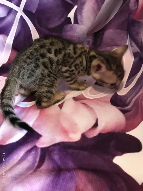 ID：1906-00090の子猫