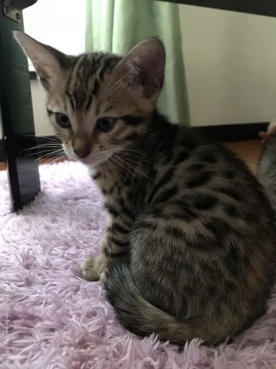 ID：2012-00772の子猫