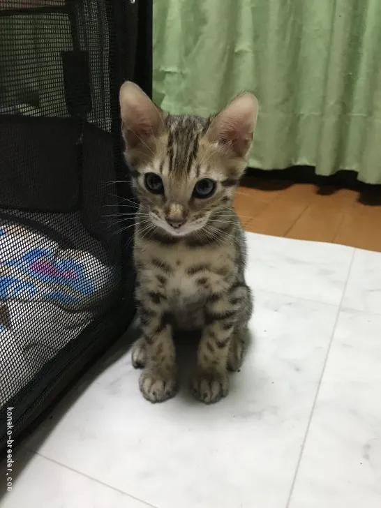 ID：1906-00092の子猫