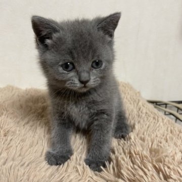 ブリティッシュショートヘア【群馬県・男の子・2023年4月2日・ブルー】の写真「可愛いお顔」